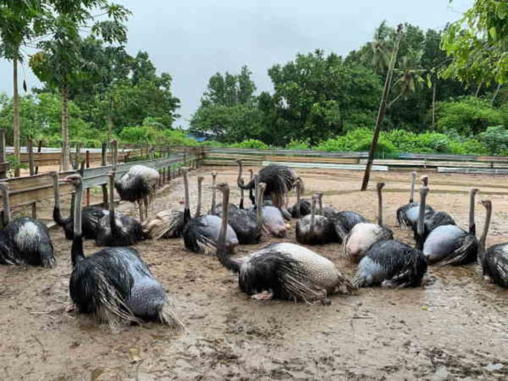 10 Places to Visit in Desaru Johor (2024) malaysia Desaru Ostrich Farm